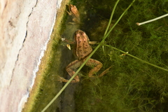 Pelophylax perezi