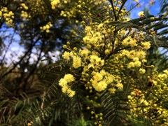 Acacia loroloba