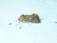Autographa excelsa