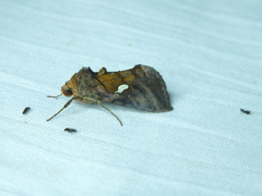 Autographa excelsa