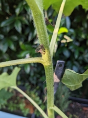 Scolypopa