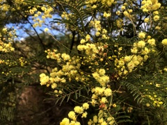 Acacia loroloba