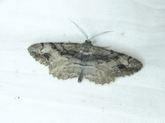 Alcis deversata