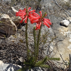 Erica regia