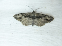 Alcis deversata