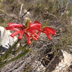 Erica regia