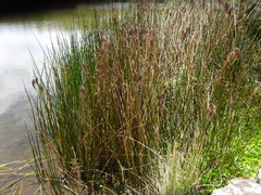 Machaerina articulata