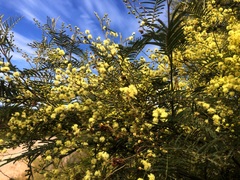 Acacia loroloba
