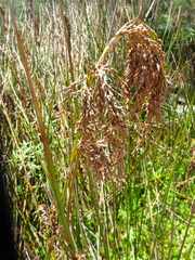 Machaerina articulata