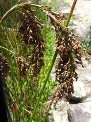 Machaerina articulata