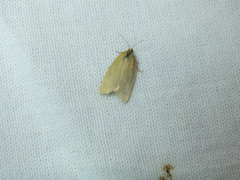 Zelotherses paleana