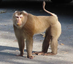 Macaca leonina