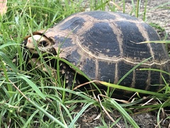 Indotestudo elongata