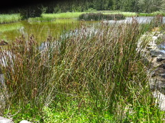 Machaerina articulata