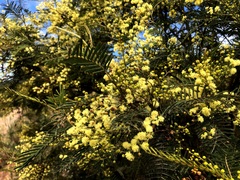 Acacia loroloba