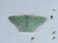 Thalassodes immissaria