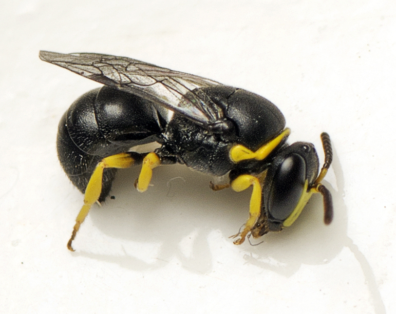 Friendly Masked Bee