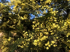 Acacia loroloba