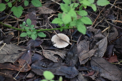 Lepiota spheniscispora