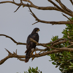 Accipiter melanoleucus