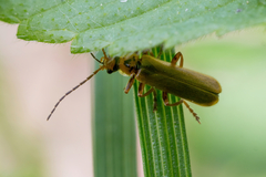 Cantharis livida