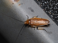 Pseudophyllodromiinae