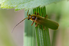 Cantharis livida