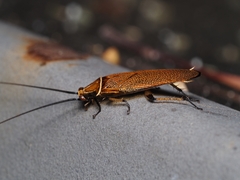 Pseudophyllodromiinae