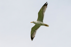 Larus fuscus barabensis