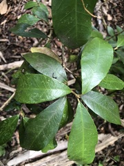 Croton acronychioides