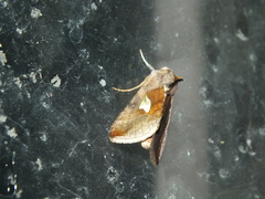 Autographa bractea