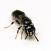 Healesville Masked Bee - Photo (c) tjeales, some rights reserved (CC BY-SA), uploaded by tjeales