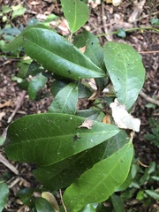 Croton acronychioides