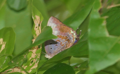 Arhopala madytus