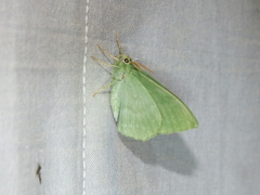 Geometra papilionaria