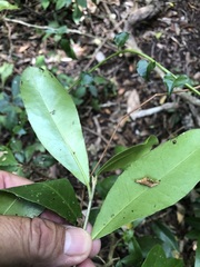 Croton acronychioides