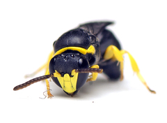 Hylaeus euxanthus