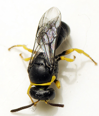 Hylaeus euxanthus