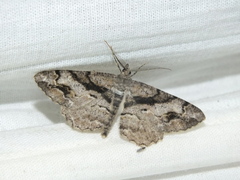 Alcis deversata