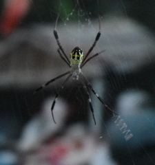 Argiope dang