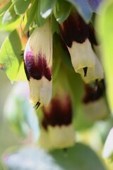 Cerinthe major image