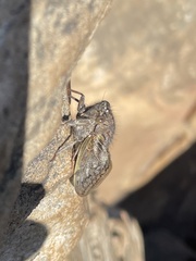 Platypleura capensis