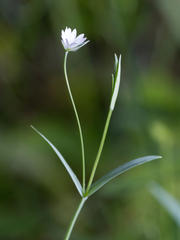 Stellaria