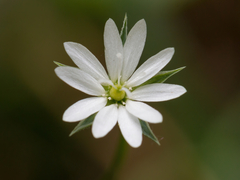 Stellaria