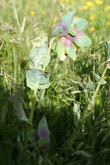 Cerinthe major image