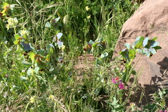 Cerinthe major image