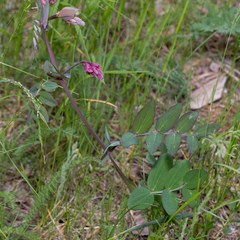 Lathyrus pisiformis