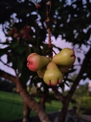 Anacardium occidentale