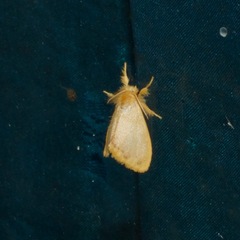 Euproctis fimbriata