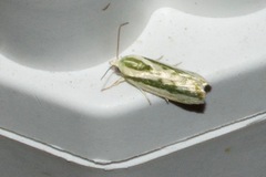Earias huegeliana